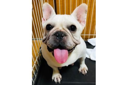 販売中のフレンチブルドッグの親犬